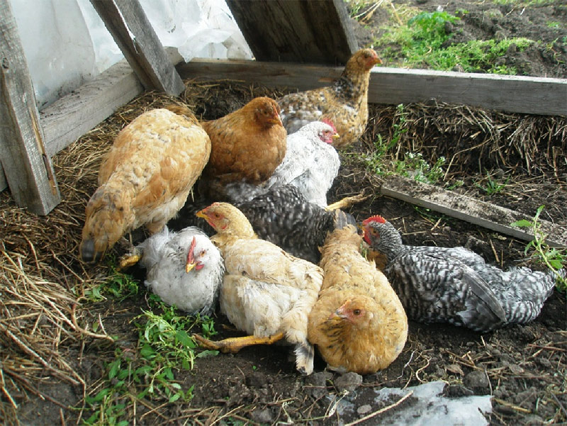 Как произвести вывод цыплят под наседкой правильно?