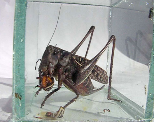 Самка пестрого кузнечика поедает имаго колорадского жука