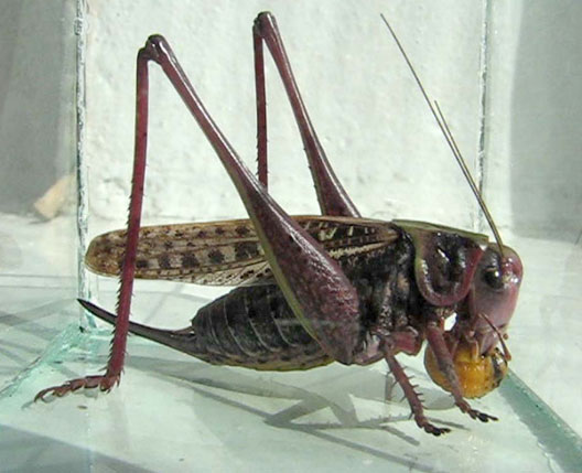 Самка пестрого кузнечика поедает личинку колорадского жука