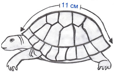 Какой тип питания характерен для среднеазиатской черепахи. Возраст черепахи. Определить Возраст черепахи. Строение черепахи сухопутной. Как определить Возраст черепахи сухопутной.